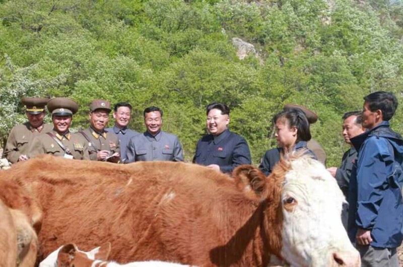 Hinh anh lanh dao Kim Jong-un thi sat trai chan nuoi